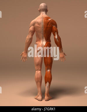 Bildung Gesundheit Sport Sport medizinisch medizinische Wissenschaft Motor Antriebsmotor Stockfoto