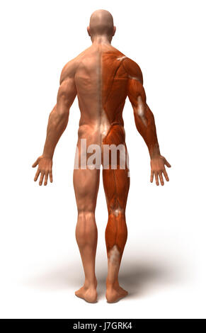 Bildung Gesundheit Sport Sport medizinisch medizinische Wissenschaft Motor Antriebsmotor Stockfoto