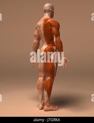 Bildung Gesundheit Sport Sport medizinisch medizinische Wissenschaft Motor Antriebsmotor Stockfoto