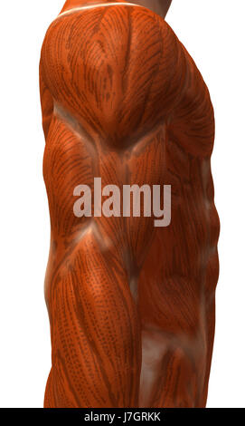 Bildung Gesundheit Sport Sport medizinisch medizinische Wissenschaft Motor Antriebsmotor Stockfoto