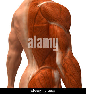 Bildung Gesundheit Sport Sport medizinisch medizinische Wissenschaft Motor Antriebsmotor Stockfoto