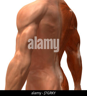 Bildung Gesundheit Sport Sport medizinisch medizinische Wissenschaft Motor Antriebsmotor Stockfoto