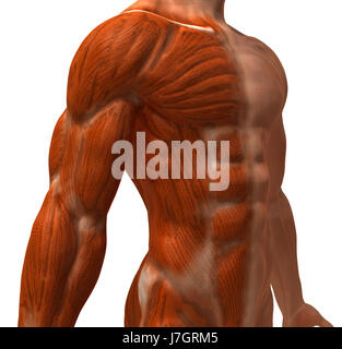 Bildung Gesundheit Sport Sport medizinisch medizinische Wissenschaft Motor Antriebsmotor Stockfoto