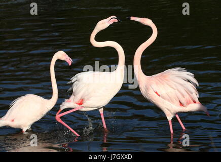 Gezänk männlichen europäischen Rosaflamingos (Phoenicopterus Roseus), Streit um ein Weibchen. Stockfoto
