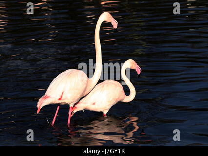 Paar von europäischen Rosaflamingos (Phoenicopterus Roseus) waten nahe beieinander in einem See. Stockfoto