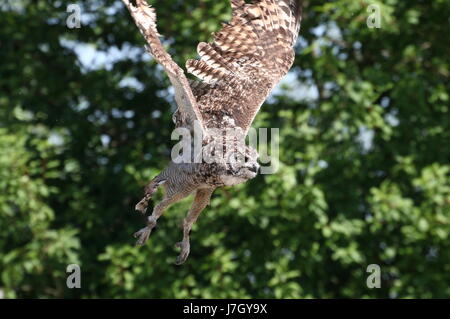 Afrikanische entdeckten Uhu (Bubo Africanus), Aufbruch in Flug Stockfoto