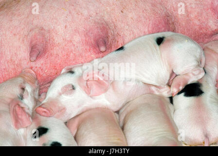 Gloucester alten Stelle Ferkel Stockfoto