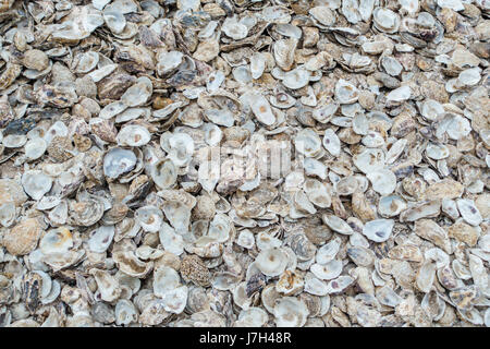 Leere Austernschalen liegen auf dem Boden, nachdem er erwischt. Aufgenommen im Sommer an der Küste der Stadt Whistable, UK. Stockfoto