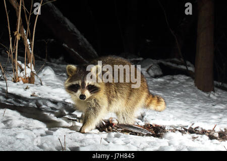 Ein Waschbär zu Fuß entfernt von Aufräumvorgang auf einen Ring – Necked Fasan im Winter in Wisconsin. Stockfoto