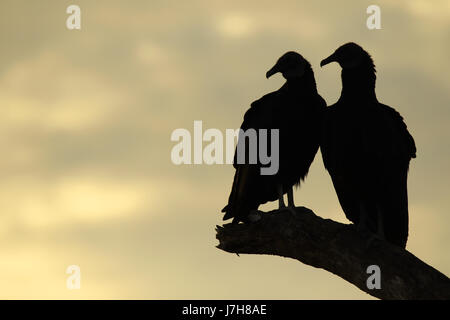 Ein paar schwarze Geier Silhouette auf ihre Barsch in den Everglades in der Abenddämmerung. Stockfoto