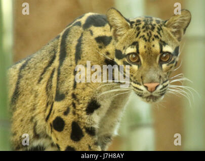 Ein getrübt Leopard peering in. Stockfoto