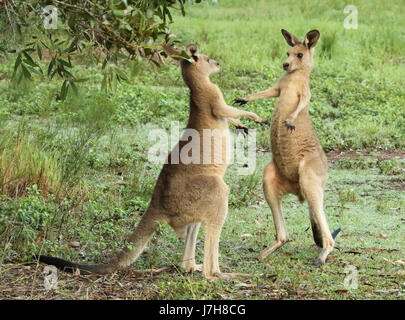 Ein paar der östlichen grau Kangaroos kämpfen und ausweichen. Stockfoto