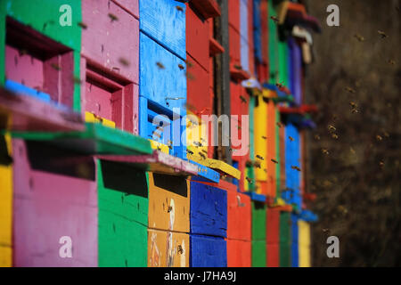 Eine Gruppe von traditionellen slowenischen Bienenstöcke mit Bienen fliegen herum. Stockfoto
