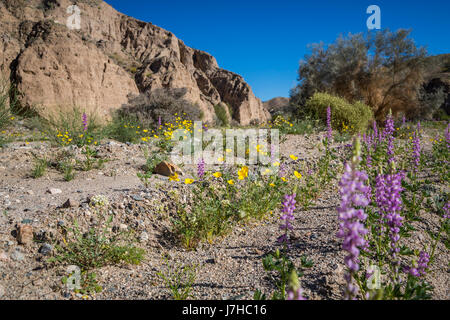 Wüste Wildblumenwiese in den Box-Schluchten des Orocopia-Gebirges in der Nähe von Mekka, Kalifornien, USA. Stockfoto