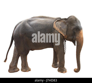 Seite Ansicht Ganzkörper thai Elefant stehend zeigen schöne Haut und perfekten Körper isoliert weißen Hintergrund für Mehrzweck Tierwelt Asiens eine Stockfoto