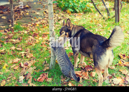 Hund und Katze beste Freunde zusammen spazieren im Freien, in einem Garten im Herbst Stockfoto