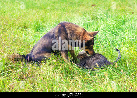Hund und Katze spielen zusammen auf dem Rasen Stockfoto