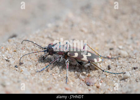 Nördlichen Düne Sandlaufkäfer - Cicindela hybrida Stockfoto