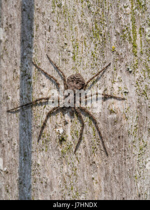 Laufenden Krabbenspinne, Philodromus margaritatus Stockfoto