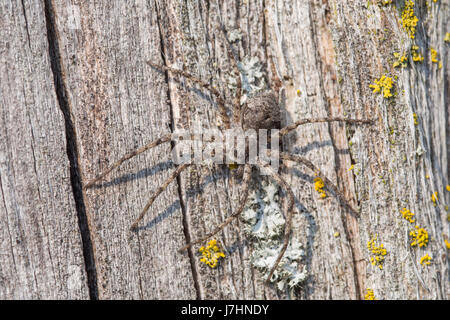 Laufenden Krabbenspinne, Philodromus margaritatus Stockfoto