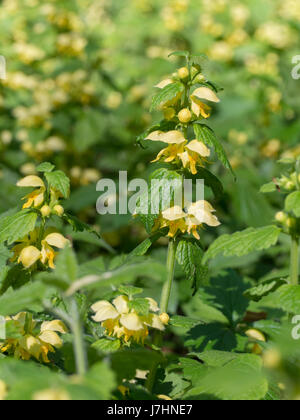 Gelbe Erzengel - Lamium galeobdolon Stockfoto