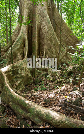 Wurzeln der Großbaum, im tropischen Tiefland immergrünen Regenwald, Cat Tien Nationalpark, Vietnam, Süd-Ost-Asien zu stützen. Stockfoto