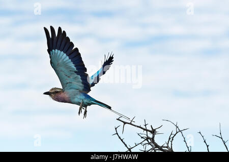 Ghiandaia Marina Pettolilla (Coracias Caudatus), Flieder-Breaster Roller Stockfoto