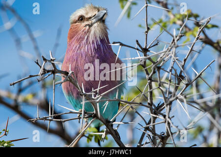 Ghiandaia Marina Pettolilla (Coracias Caudatus), Flieder-Breaster Roller Stockfoto