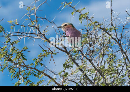 Ghiandaia Marina Pettolilla (Coracias Caudatus), Flieder-Breaster Roller Stockfoto