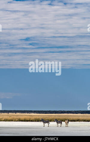 ZEBRE di Burchell (Equus Quagga Burchellii), Burchell Zebras Stockfoto