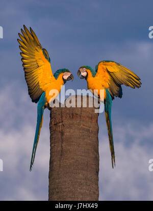 Ein paar blau-gelbe Ara treffen Sie auf ihren Nistplatz Stockfoto