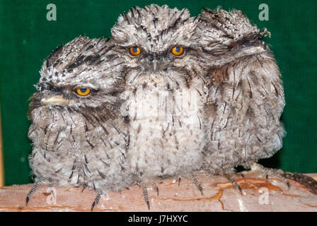 Tawny Frogmouths Stockfoto