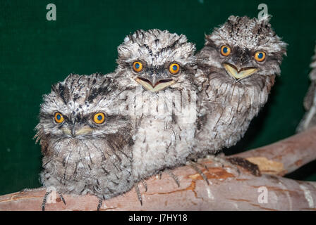 Tawny Frogmouths Stockfoto