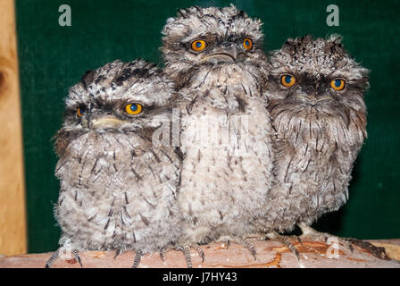 Tawny Frogmouths Stockfoto