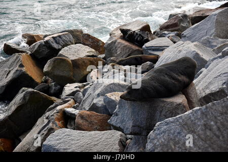 Eine Dichtung sonnt sich in der Sonne in Narooma. Verschlafene Seebär Basken in der Sonne. Die australische Seebär Arctocephalus percivali Doriferus ist die größte o Stockfoto