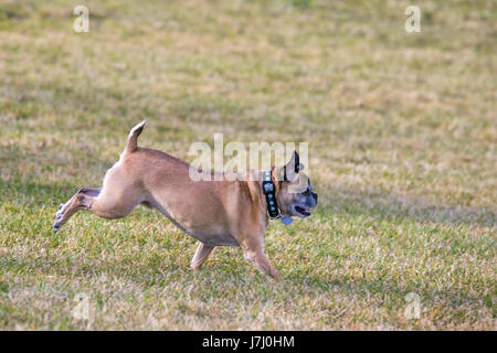 Bugg Hund (Kreuzung zwischen Boston Terrier und Pug) läuft kostenlos im Stadtpark Stockfoto