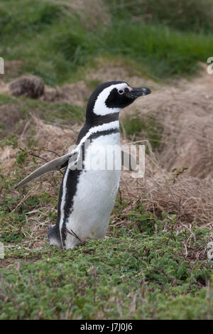 Magellanischer Pinguin in der Seno Otway Kolonie in Patagonien, Chile Stockfoto