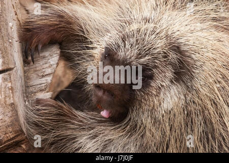 North American Porcupine (Erethizon Dorsatum) Stockfoto