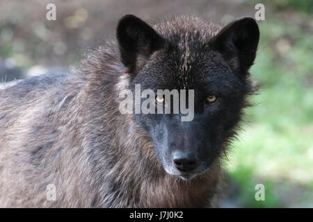 Grauer Wolf (Canis Lupus) in der kanadischen Wildnis Zoo Ausstellung Stockfoto