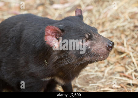 Hobart, Tasmanien, Australien - 27. Dezember 2016: Beutelteufel Sarcophilus harrisii Stockfoto