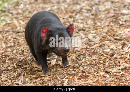 Hobart, Tasmanien, Australien - 27. Dezember 2016: Beutelteufel Sarcophilus harrisii Stockfoto