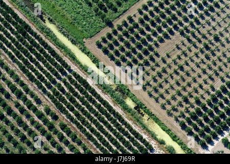 Plantagen am Neretva-Delta, Kroatien Stockfoto