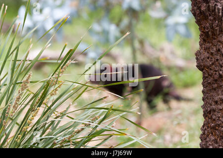 Hobart, Tasmanien, Australien - 27. Dezember 2016: Beutelteufel Sarcophilus harrisii Stockfoto