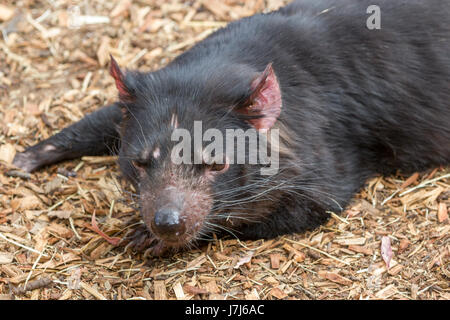 Hobart, Tasmanien, Australien - 27. Dezember 2016: Beutelteufel Sarcophilus harrisii Stockfoto