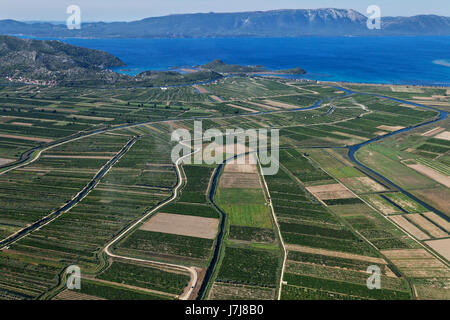 Plantagen am Neretva-Delta, Kroatien Stockfoto