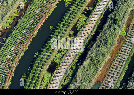 Plantagen am Neretva-Delta, Kroatien Stockfoto