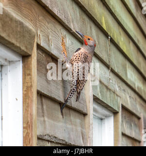 Ein männlicher nördlichen Flimmern hämmerte ein Loch für sich selbst und herausziehen Glasfaserisolierungen in Vancouver BC. Stockfoto