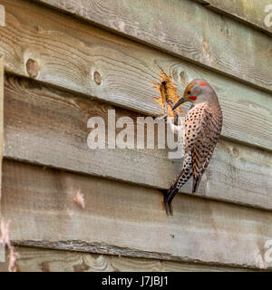 Ein männlicher nördlichen Flimmern hämmerte ein Loch für sich selbst und herausziehen Glasfaserisolierungen in Vancouver BC. Stockfoto