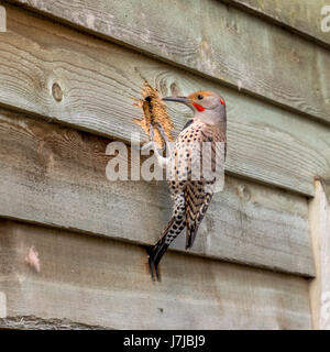 Ein männlicher nördlichen Flimmern hämmerte ein Loch für sich selbst und herausziehen Glasfaserisolierungen in Vancouver BC. Stockfoto