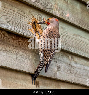 Ein männlicher nördlichen Flimmern hämmerte ein Loch für sich selbst und herausziehen Glasfaserisolierungen in Vancouver BC. Stockfoto